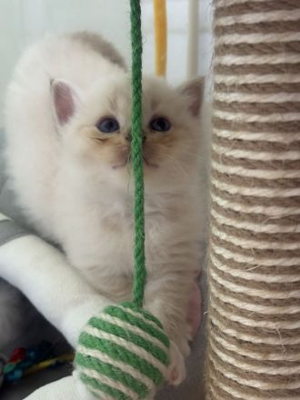 Ragdoll Kitten