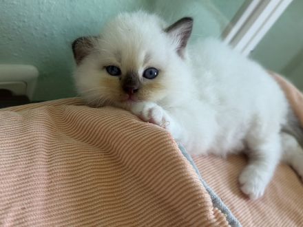 Ragdoll Kitten