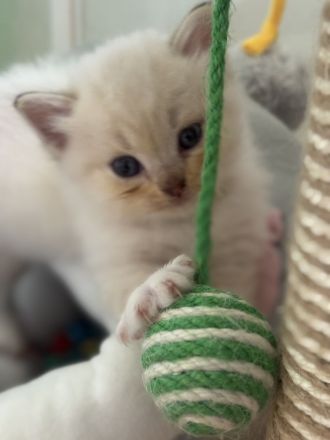 Ragdoll Kitten