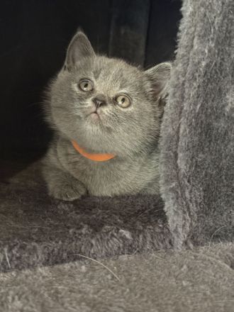 2 BKH Britisch Kurzhaar British Shorthair Kitten Blue Weibchen/Mädchen