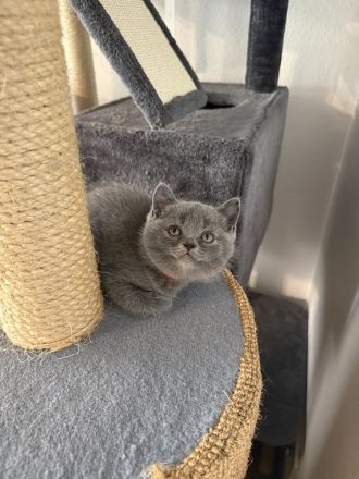 2 BKH Britisch Kurzhaar British Shorthair Kitten Blue Weibchen/Mädchen