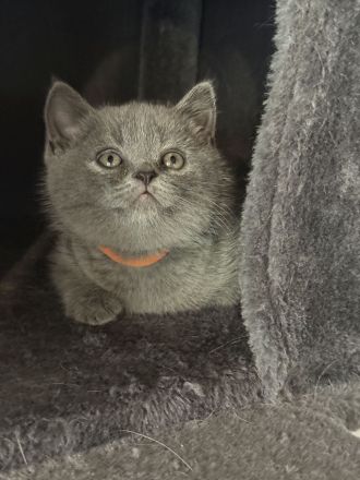 2 BKH Britisch Kurzhaar British Shorthair Kitten Blue Weibchen/Mädchen