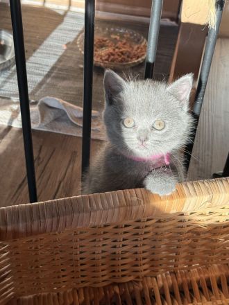 2 BKH Britisch Kurzhaar British Shorthair Kitten Blue Weibchen/Mädchen