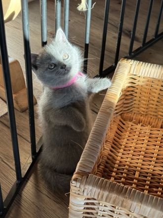 2 BKH Britisch Kurzhaar British Shorthair Kitten Blue Weibchen/Mädchen
