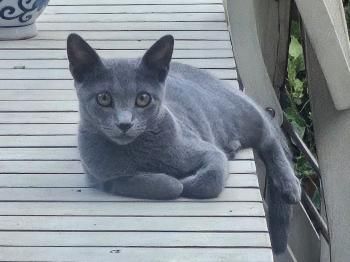 Lyra