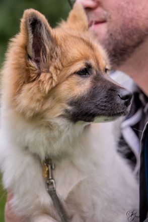 Pawlitytime Hundeschule Hamburg