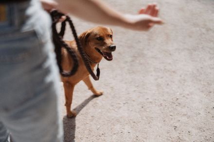 Pawlitytime Hundeschule Hamburg