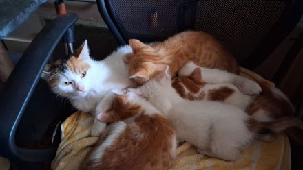 🐾 **Kitten sucht ab dem 1. Juli ein liebevolles Zuhause** 🐾