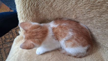 🐾 **Nur noch ein süßer rot-weißer Kater sucht sein Für-immer-Zuhause!** ❤️