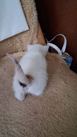 🐾 2 süße Katzenkinder suchen ihr Traumzuhause – 13 Wochen alt, stubenrein & bereit zum Kuscheln! ❤️