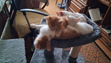 🐾 **Nur noch ein süßer rot-weißer Kater sucht sein Für-immer-Zuhause!** ❤️