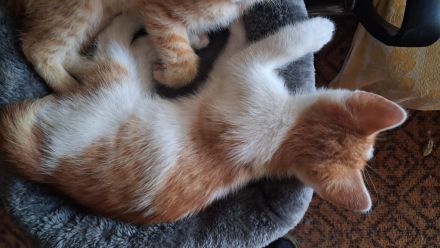 🐾 **Kitten sucht ab dem 1. Juli ein liebevolles Zuhause** 🐾