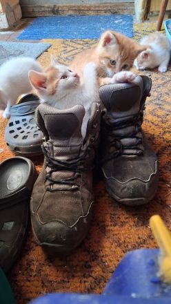🐾 **Kitten sucht ab dem 1. Juli ein liebevolles Zuhause** 🐾