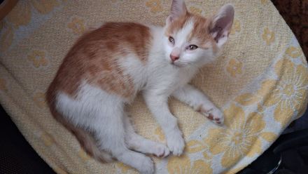 🐾 **Nur noch ein süßer rot-weißer Kater sucht sein Für-immer-Zuhause!** ❤️