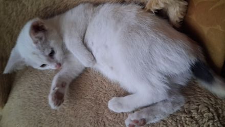 🐾 2 süße Katzenkinder suchen ihr Traumzuhause – 13 Wochen alt, stubenrein & bereit zum Kuscheln! ❤️