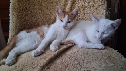 🐾 2 süße Katzenkinder suchen ihr Traumzuhause – 13 Wochen alt, stubenrein & bereit zum Kuscheln! ❤️