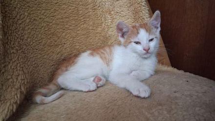 🐾 **Nur noch ein süßer rot-weißer Kater sucht sein Für-immer-Zuhause!** ❤️