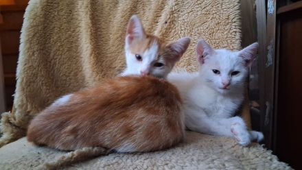 🐾 2 süße Katzenkinder suchen ihr Traumzuhause – 13 Wochen alt, stubenrein & bereit zum Kuscheln! ❤️