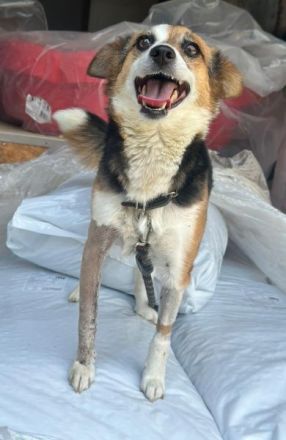 Foxy, geb. ca. 06/2024, lebt in GRIECHENLAND, auf einer privaten Pflegestelle