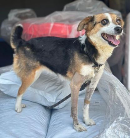 Foxy, geb. ca. 06/2024, lebt in GRIECHENLAND, auf einer privaten Pflegestelle