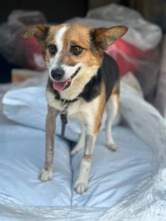 Foxy, geb. ca. 06/2024, lebt in GRIECHENLAND, auf einer privaten Pflegestelle