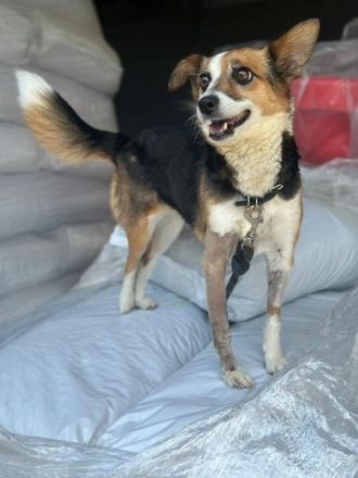 Foxy, geb. ca. 06/2024, lebt in GRIECHENLAND, auf einer privaten Pflegestelle