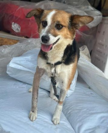 Foxy, geb. ca. 06/2024, lebt in GRIECHENLAND, auf einer privaten Pflegestelle