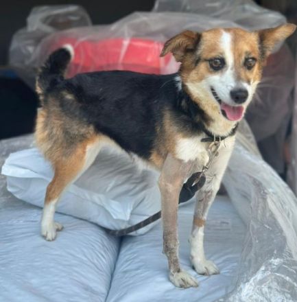 Foxy, geb. ca. 06/2024, lebt in GRIECHENLAND, auf einer privaten Pflegestelle