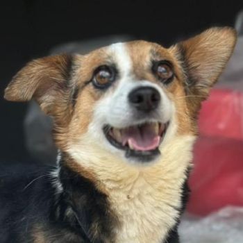 Foxy, geb. ca. 06/2024, lebt in GRIECHENLAND, auf einer privaten Pflegestelle