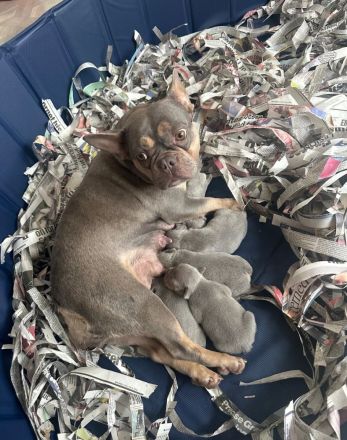 Neue Würfe bei Französischen Bulldoggen