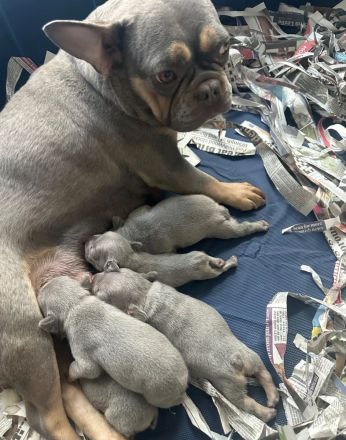 Neue Würfe bei Französischen Bulldoggen