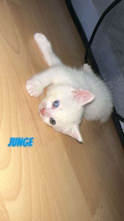 Baby Katzen