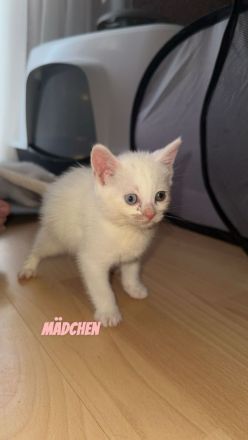 Baby Katzen