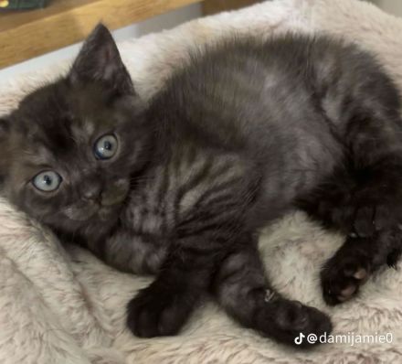 Russchisch Blue Mix