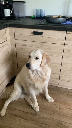 Schöne Mischlinge Labrador-Münsterländer Golden Retriever