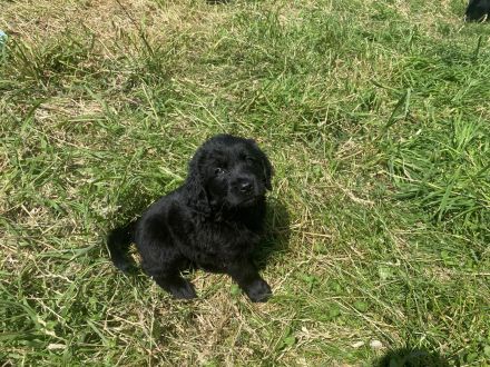 Schöne Mischlinge Labrador-Münsterländer Golden Retriever
