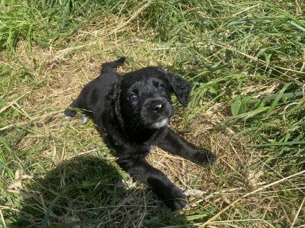 Schöne Mischlinge Labrador-Münsterländer Golden Retriever