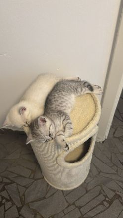 2 BKH kitten
