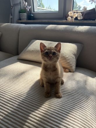 AB SOFORT! BKH Babys❤️ geimpft, entwurmt, großes Starter Paket