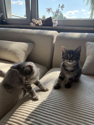 AB SOFORT! BKH Babys❤️ geimpft, entwurmt, großes Starter Paket