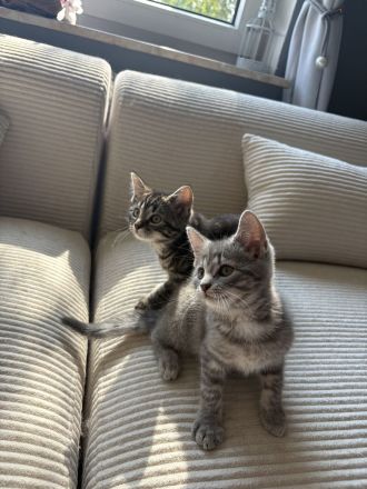 AB SOFORT! BKH Babys❤️ geimpft, entwurmt, großes Starter Paket