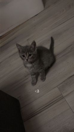 AB SOFORT! BKH Babys❤️ geimpft, entwurmt, großes Starter Paket