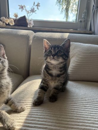 AB SOFORT! BKH Babys❤️ geimpft, entwurmt, großes Starter Paket