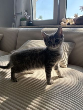 AB SOFORT! BKH Babys❤️ geimpft, entwurmt, großes Starter Paket