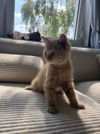 AB SOFORT! BKH Babys❤️ geimpft, entwurmt, großes Starter Paket