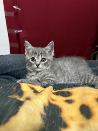 AB SOFORT! BKH Babys❤️ geimpft, entwurmt, großes Starter Paket
