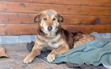 Zauberhafter Berry sucht fürsorgliches Zuhause