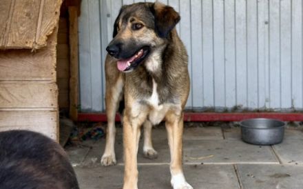 Stille Seele Aloka sucht Zuhause zum Auftauen