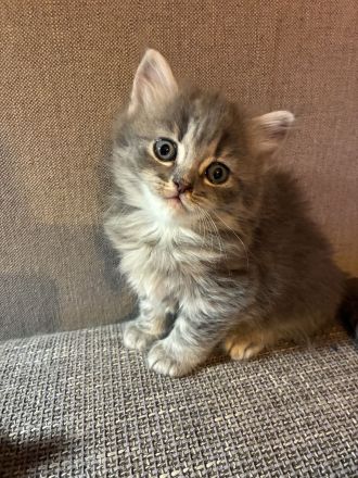 Kitten BKH/BLH