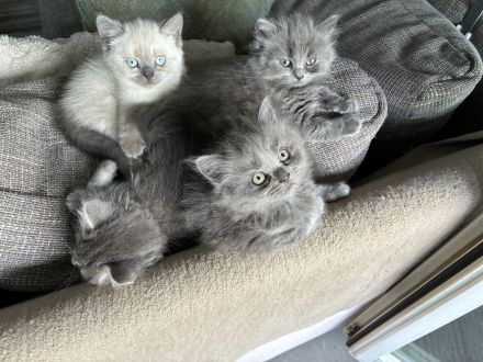 Kitten BKH/BLH